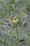 Shortleaf sneezeweed